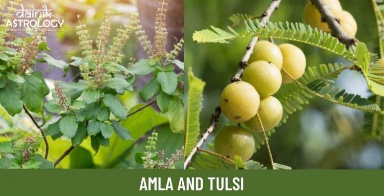 Religious and Ayurvedic importance of Amla and Tulsi