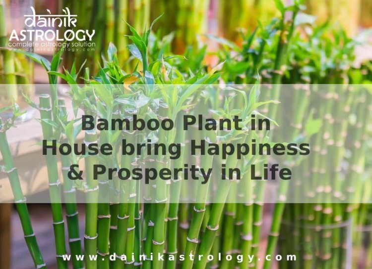 How Bamboo Plant in House bring Happiness & Prosperity in Life?